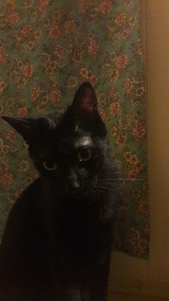 Your rescue animal story