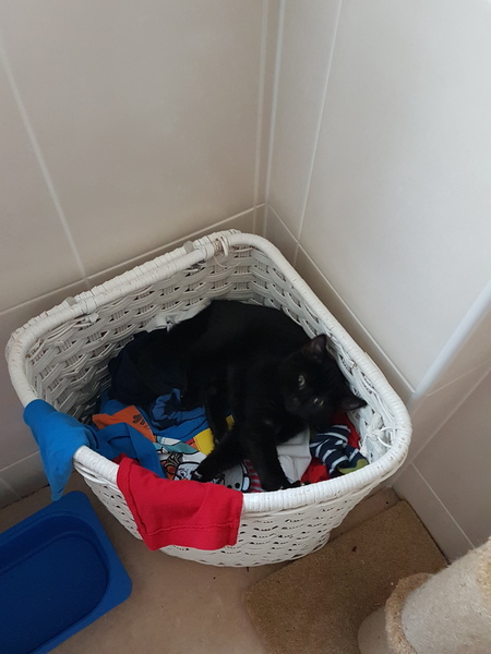 RSPCA said it's our fault our cat went missing