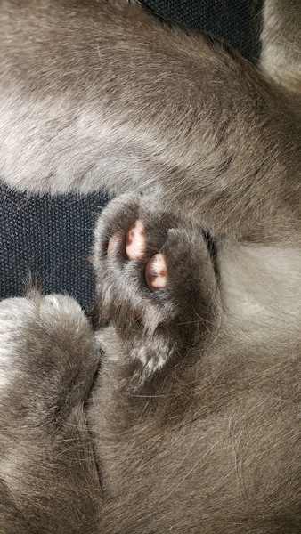 Toe beans!