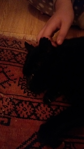 Intact stray Tom just followed DH and DD to and from the shop and is now on his third bowl of food
