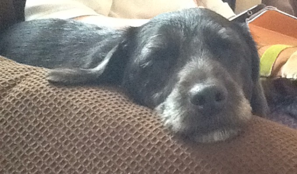 Dogs on sofas?