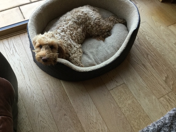 Do you want to share pics of your dog(s)?