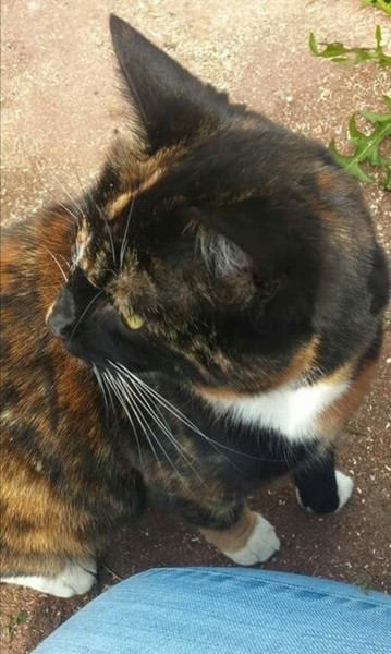 To ask what to do with the cat?