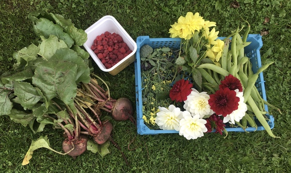 Allotment/Veg patch thread 11 'We bid  farewell to rainbow leaves but will keep plotting along'