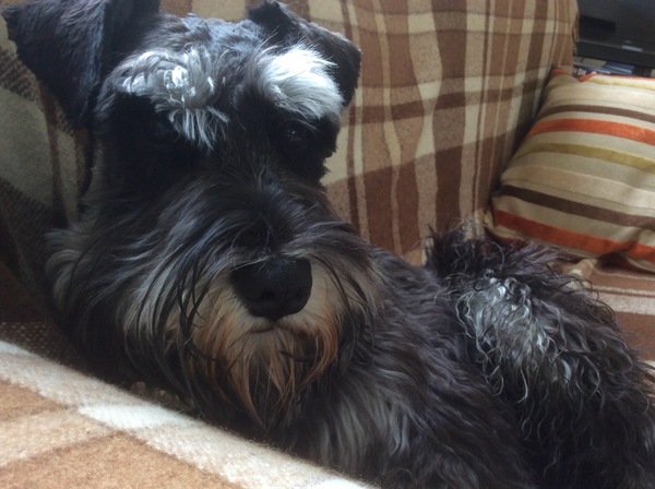 Dogs on sofas?
