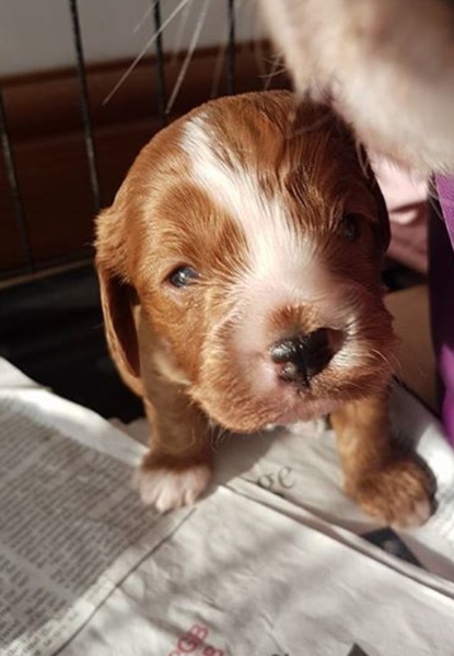 Ziggy, Zeus, Albus or Oakley?