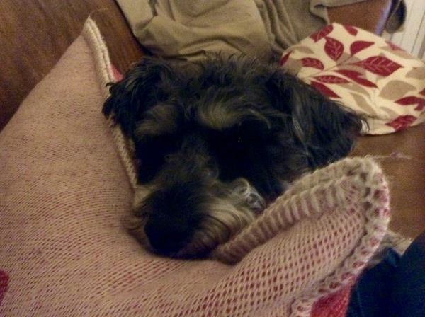 Dogs on sofas?