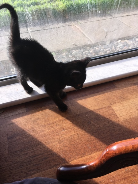 Found a kitten, what's next?