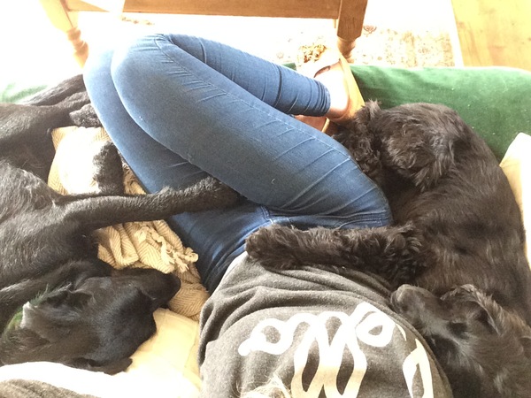 Dogs on sofas?