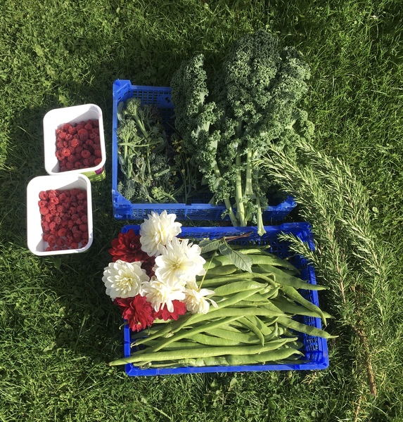 Allotment/Veg patch thread 11 'We bid  farewell to rainbow leaves but will keep plotting along'