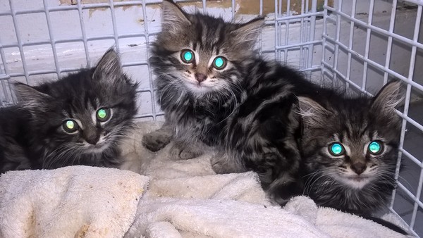 Kitten fosterers needed