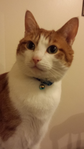 To ask what to do with the cat?