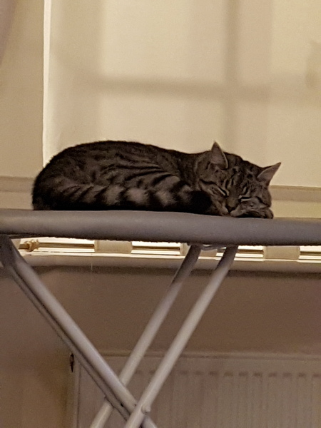 Cats still catting away part 5