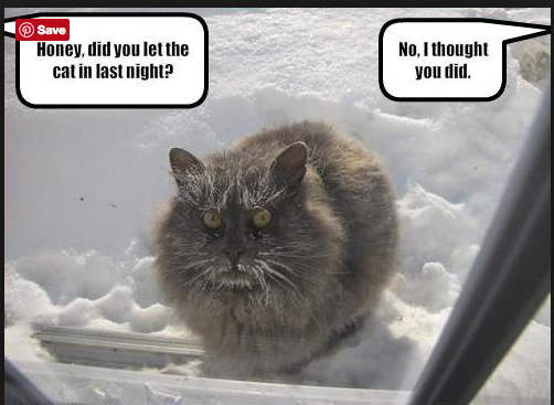 Bad cat slave