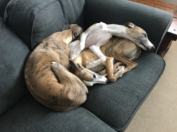 We got a whippet puppy(ish)
