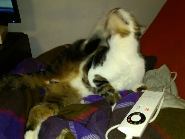 Cats still catting away part 5