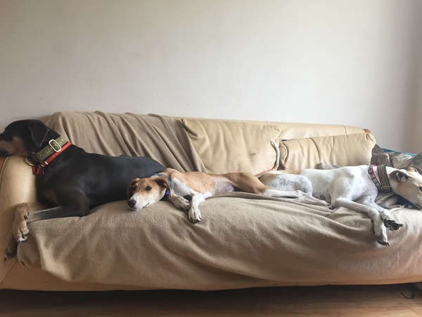 Looking for the right breed for us