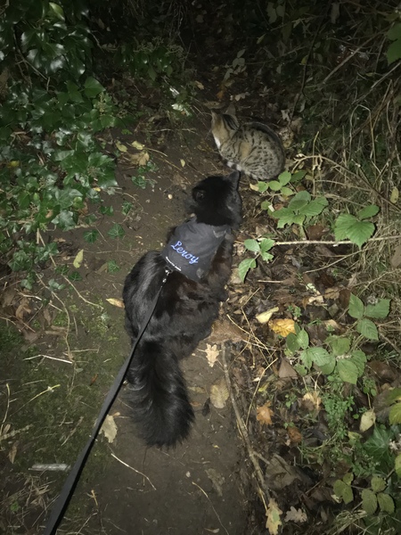 What's your DCat up to today? Episode 6, Return of the... Cats?