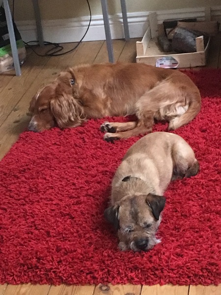 Please tell me about very small dogs