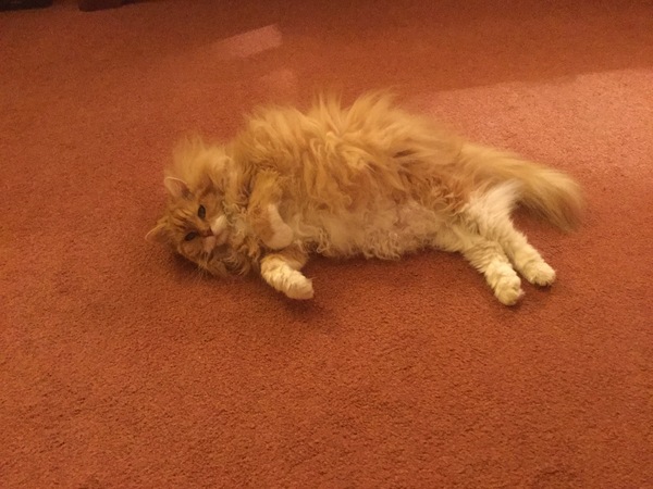 To ask what to do with the cat?