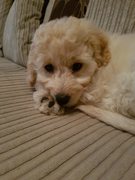 Puppy Survival thread part 4