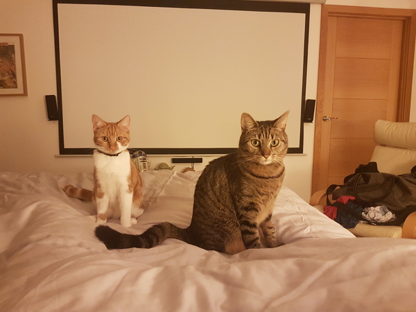 Cats still catting away part 5