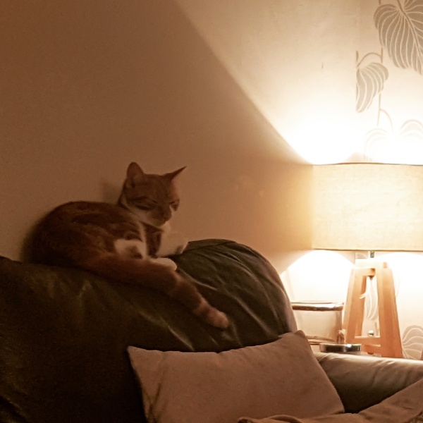 Cats still catting away part 5