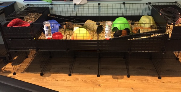 Stupidly excited about new guinea pig living arrangements....