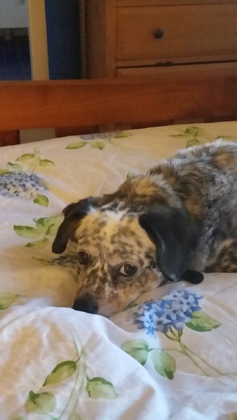 Am pretty sad about the dog, but know that in real life I'd be told AIBU...
