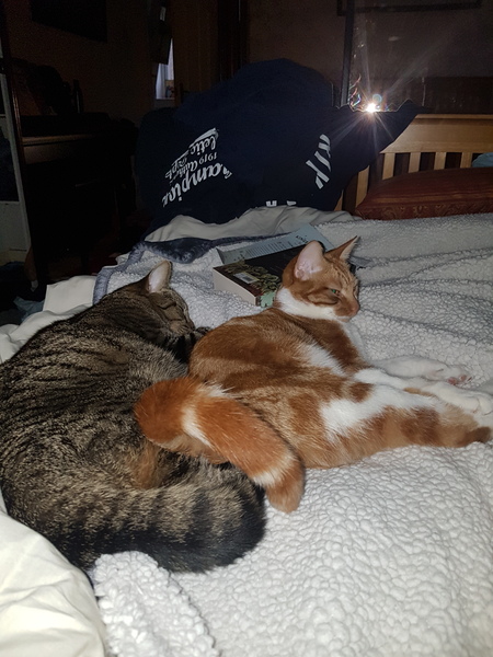 Cats still catting away part 5