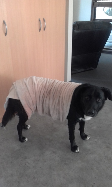 Do you want to share pics of your dog(s)?