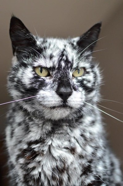 Cat with Vitiligo