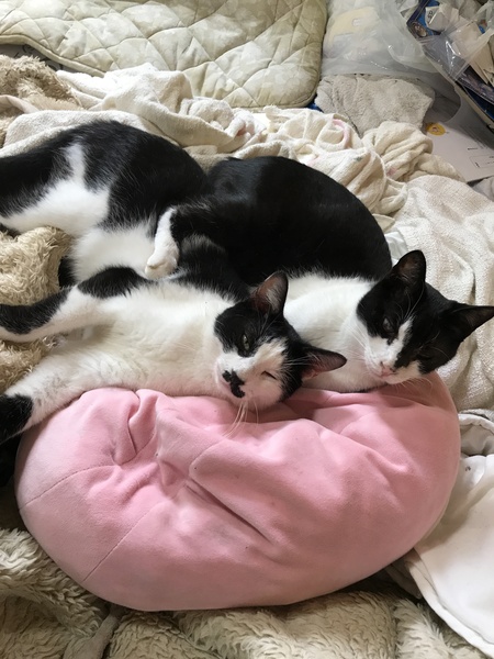 to choose a not so gorgeous cat?