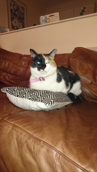 To ask what to do with the cat?