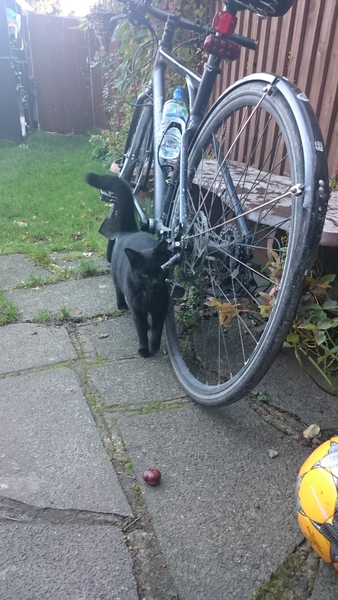 Does this cat belong to somebody?