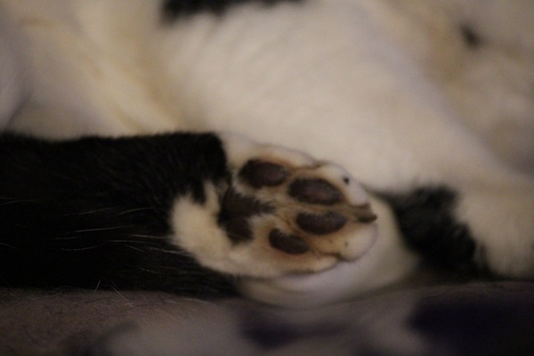 Toe beans!