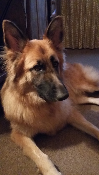 Do you want to share pics of your dog(s)?
