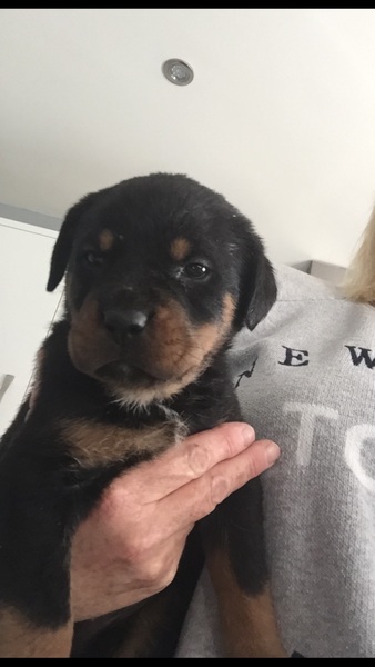 What to name this bloody puppy?!