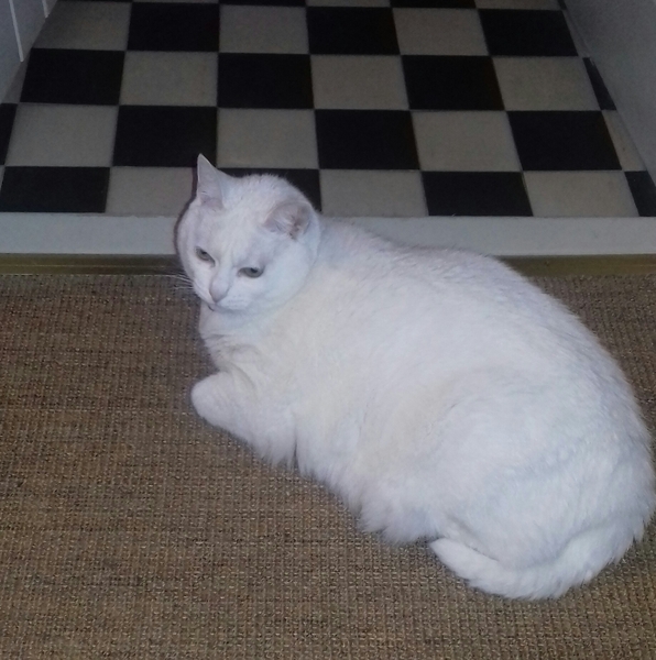 What's your DCat up to today? Episode 6, Return of the... Cats?