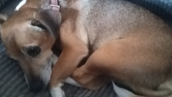 Do you want to share pics of your dog(s)?
