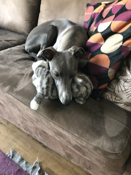 Dogs on sofas?