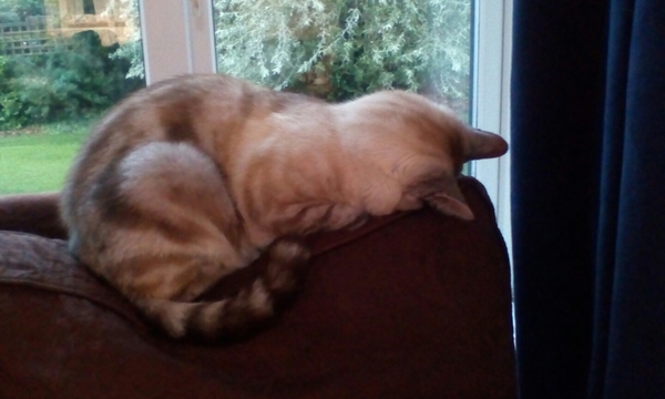 To ask what to do with the cat?