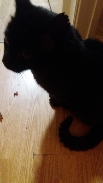 Intact stray Tom just followed DH and DD to and from the shop and is now on his third bowl of food