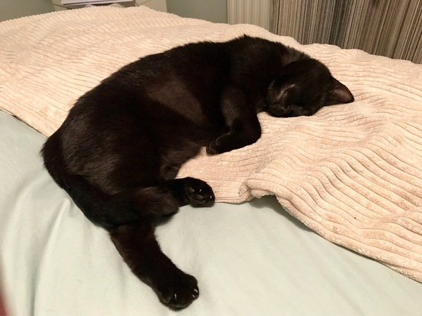 to choose a not so gorgeous cat?