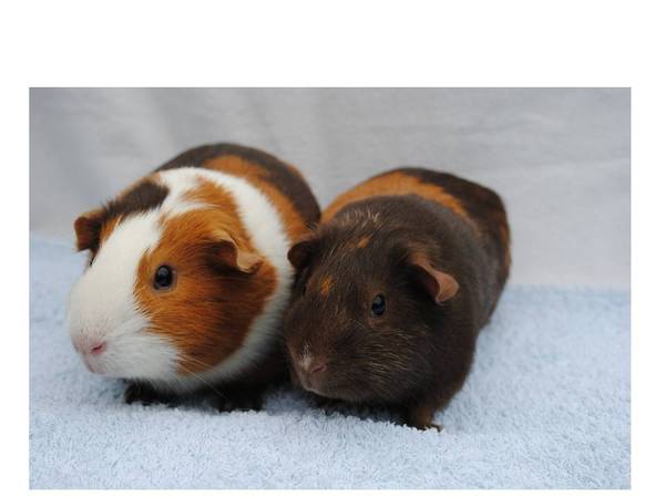 Your rescue animal story