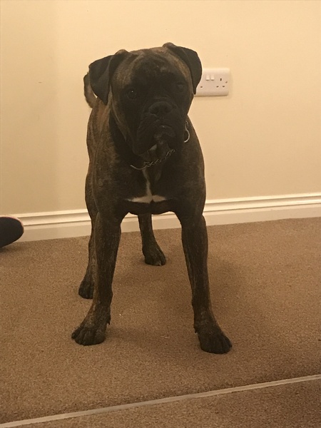 Rehoming dog- the welfare centre surely being U
