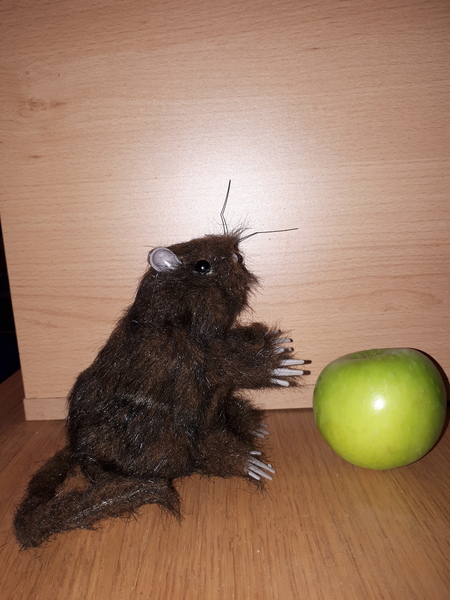 About the rat?