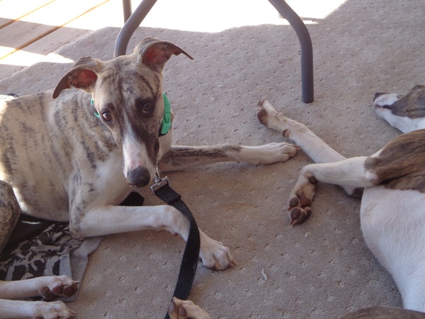We got a whippet puppy(ish)