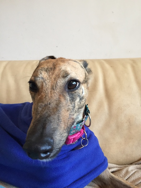 My new foster girl :-)