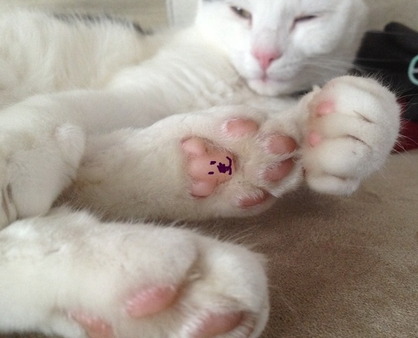 Toe beans!